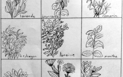 The medicinal plant garden