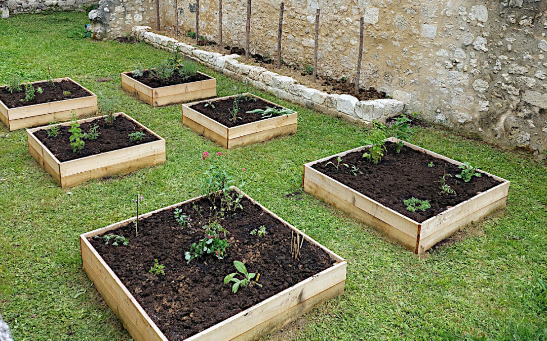 First plantings in the medieval medicinal garden!