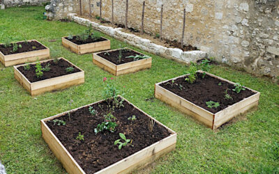 Le jardin des simples : premières plantations !